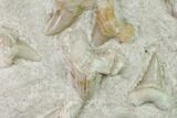 Fossil Mackeral Shark (Otodus) Teeth - Composite Plate #137337-2